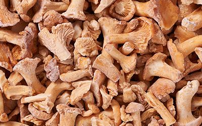 Eierschwämme blanchiert